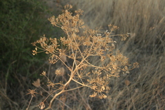 Opopanax hispidus