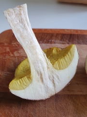 Xerocomus ferrugineus