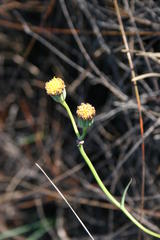 Othonna linearifolia