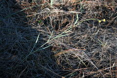 Othonna linearifolia
