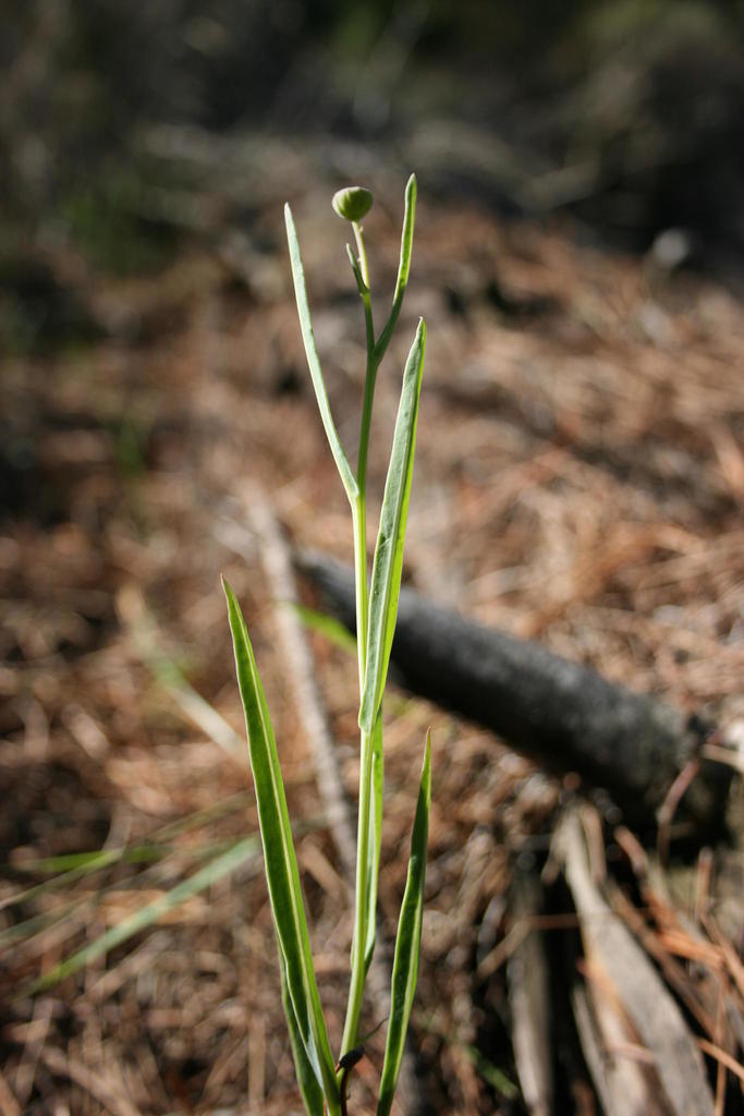 Needleleaf Babooncabbage