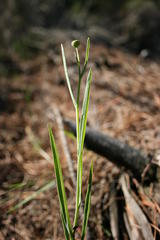 Othonna linearifolia