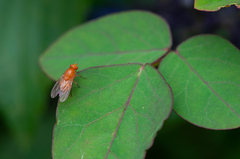 Sapromyza tuberculosa