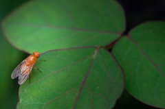 Sapromyza tuberculosa