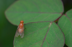 Sapromyza tuberculosa