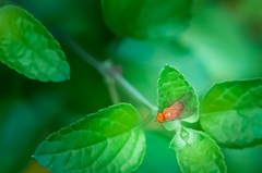 Sapromyza tuberculosa