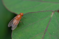 Sapromyza tuberculosa