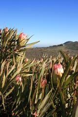 Protea burchellii