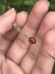 Harmonia dimidiata
