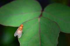 Sapromyza tuberculosa