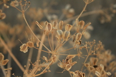 Opopanax hispidus