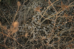 Opopanax hispidus
