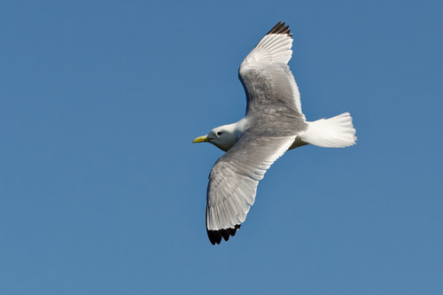 Gaviota tridáctila (Rissa tridactyla)
