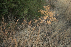 Opopanax hispidus