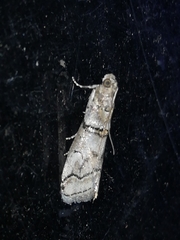 Acrobasis romanella