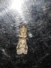 Acrobasis romanella