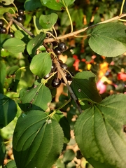 Rhamnus cathartica