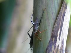 Notobitus sexguttatus