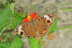 Junonia neildi varia