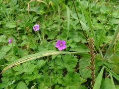 Geranium nepalense thunbergii