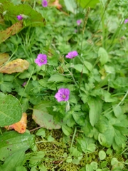 Geranium nepalense thunbergii