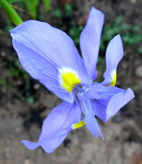 Moraea polystachya