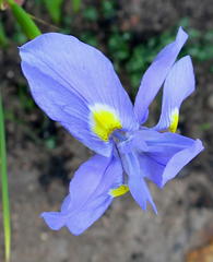 Moraea polystachya
