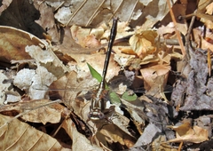 Phanogomphus lividus