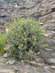 Pegolettia baccaridifolia