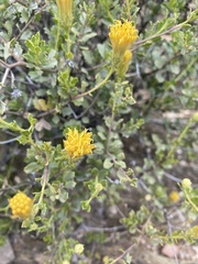 Pegolettia baccaridifolia