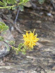 Pegolettia baccaridifolia