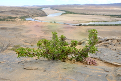 Euryops namibensis