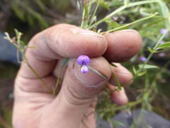 Psoralea plauta
