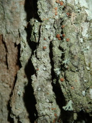 Bacidia rubella
