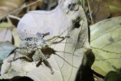 Cymatomera denticollis