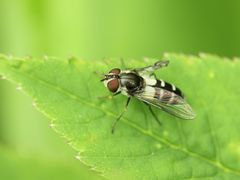 Leucozona laternaria