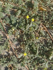 Tribulus terrestris