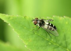 Leucozona laternaria