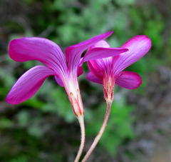 Oxalis polyphylla polyphylla
