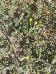 Tribulus terrestris