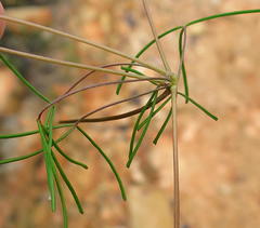 Oxalis polyphylla polyphylla