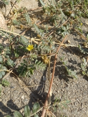 Tribulus terrestris