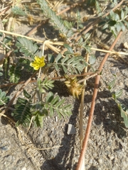 Tribulus terrestris