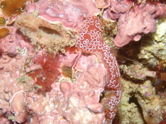 Polyclinidae