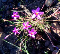 Oxalis polyphylla polyphylla