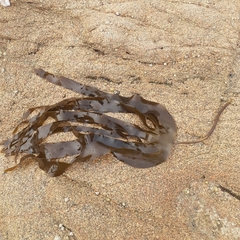 Laminaria digitata
