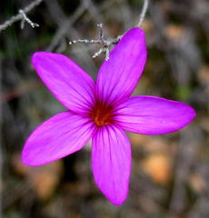 Oxalis polyphylla polyphylla