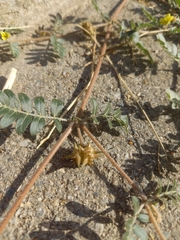 Tribulus terrestris