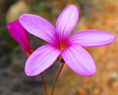 Oxalis polyphylla polyphylla