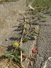 Tribulus terrestris